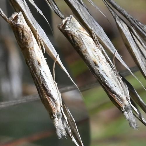 Réf. 349 582 : Agriphila geniculea